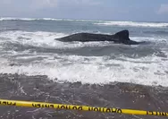 Hiu Paus Terdampar di Pantai Parangkusumo Bantul, Upaya Kembali ke Laut Gagal