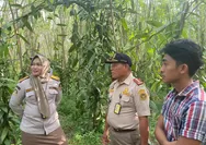 Kepala Karantina Sumsel Dukung Fasilitasi Ekspor Vanili, Turun Langsung Tinjau Desa Cecar