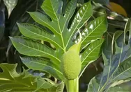 Wajib Tahu! Sukun Punya Manfaat Gila untuk Kesehatan, Bisa Cegah Penyakit Serius!