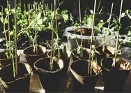 Dari Tomat Hingga Brokoli, Inilah 5 Jenis Tanaman yang Mudah Ditanam, Cocok Buat Kamu yang Hobi Berkebun