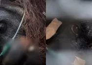 Viral! Sampurna Si Orang Utan Ketapang Teteskan Air Mata, Lemas Tercekik Asap Karhutla