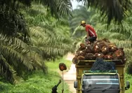 Melihat Peta Kekuatan Produsen Kelapa Sawit Dunia, Indonesia Peringkat Berapa?