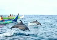 Serunya Bermain Bersama Lumba-Lumba di Teluk Kiluan Lampung, Cek Waktu Terbaiknya!