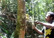 Mengenal Pohon Masoi Asal Fakfak, Mampu Hasilkan Minyak Atsiri Kualitas Dunia