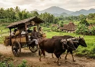 Mengenal Alat Transportasi Cikar yang Digerakkan Sapi dan Dikendarai Bajingan