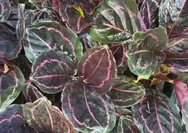 Mengenal Tanaman Hias Calathea Black Lipstick Asal Papua, Si Hitam Manis yang Mempesona