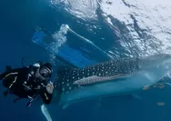 Serunya Menyapa Hiu Paus di Desa Wisata Botubarani Gorontalo, Pesona Bahari Teluk Tomini