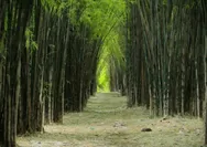 Menikmati Rindangnya Hutan Bambu Keputih di Tengah Panasnya Kota Surabaya