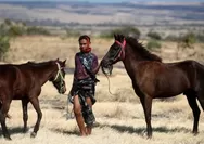 Tangguhnya Kuda Cendana Asal Nusa Tenggara Timur, Simbol Kehormatan Masyarakat Pulau Sumba