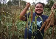 Mengenal Tanaman Pangan Pokem Asal Biak Numfor, Gandum-nya Papua