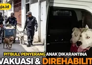 Anjing Pitbull yang Serang Anak 9 Tahun di Bandung Dikarantina: Begini Nasib Keduanya Setelah Dievakuasi SARC