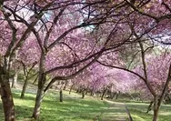 Ingin melihat Bunga Sakura? Gak perlu jauh ke Jepang, di Kebun Raya Cibodas, Bogor Jawa Barat Saja