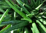 Manfaat Luar Biasa Lidah Buaya (Aloe vera) untuk Kesehatan dan Kecantikan