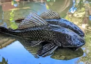 Hati-hati! Konsumsi Ikan Sapu-Sapu Disebut Bisa Rusak Otak hingga Ginjal