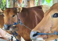 Jelang Idul Adha 2026, Pemerintah Pastikan Stok Daging Sapi Aman dan Harga Terkendali