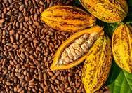 Harga Kakao Dunia Naik Tajam, Kemendag Sebut Penutupan Selat Hormuz Jadi Pemicu