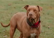 Bocah 9 Tahun Diserang Anjing Pitbull hingga Luka Parah, Begini Kronologi Kejadiannya