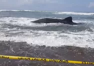 Terjebak Sejak Subuh di Parangkusumo, Upaya Warga Dorong Hiu Paus Raksasa ke Laut Berakhir Buntu