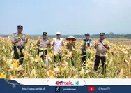 Dukung Swasembada Pangan, Polres Pekalongan dan PPL Dampingi Panen Jagung di Desa Kayugeritan