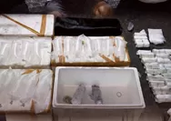 Polresta Banyuwangi Gagalkan Penyelundupan 23 Ribu Benih Lobster Senilai Rp3,45 Miliar