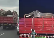 Usai Pemindahan Dua Gajah dari Jogja ke Kaltim jadi Sorotan, Kemenhut Jamin Kesehatan Satwa Terus Dipantau