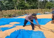 Panen Jagung di Suka Marga, Polres Lebong Dukung Program Ketahanan Pangan Nasional