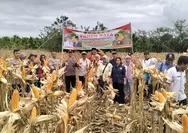 Dukung Ketahanan Pangan Nasional, Panen Raya Jagung di Kaupaten Lebong