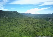 Genesis Pertanyakan Dasar Penurunan Status Hutan Lindung Bukit Sanggul 95 Persen Berhutan