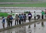 Revisi UU Perlindungan dan Pemberdayaan Petani Dorong Regenerasi dan Kesejahteraan Petani
