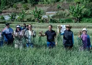 Satgas Pangan Polri Perkuat Swasembada Bawang Putih,  Lahan Tanam di Sembulan 534 Hektare