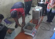 Tim Unsoed Kenalkan Pelet Ikan Berbasis Magot