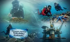 PHI Perkuat Konservasi Ekosistem Laut Kalimantan Lewat Program Jaga Pesisir Kita dan Rig to Reef
