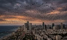 Viral Kawanan Gagak di Langit Tel Aviv: Fenomena Ilmiah atau Pertanda Bencana di Israel?