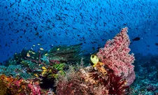 Terumbu Karang Indonesia Masih Bertahan dari Pemanasan Laut, Tetapi Alarm Bahaya Sudah Berbunyi