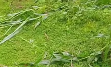 Sengketa Tanaman Jagung di Karassing Mengemuka, Korban Pertanyakan Mediasi Desa, Kades Beri Klarifikasi