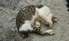 20 Gestur Kucing Yang Wajib Kamu Pahami Agar Bisa Kasih Respon yang Tepat