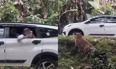 Padahal ada larangan, viral pengunjung Taman Safari Indonesia santai buka kaca mobil untuk merekam harimau