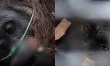 Tak hanya bayangi warga, pekatnya asap karhutla di Kalbar bikin seekor orang utan terbaring lemas tak berdaya