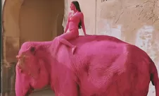 Tuai Kontroversi, Gajah yang Dicat Merah Muda untuk Konten Influencer Dilaporkan Mati