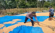 Panen Jagung di Suka Marga, Polres Lebong Dukung Program Ketahanan Pangan Nasional