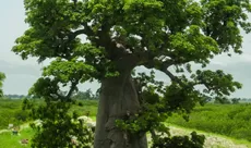 4 Pohon Penyerap Air Terbanyak di Indonesia, Posisi Keduanya Pohoh Bambu