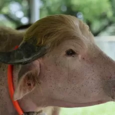 Kerbau albino Tak Jadi Disembelih, Kerbau 'Trump' Kini di Kebun Bintang