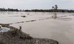Banjir Parigi Moutong Jebol Irigasi dan Rendam 100 Hektar Sawah di Dolago Padang