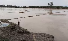Banjir Rendam 5 Kecamatan di Parigi Moutong, Infrastruktur dan Ratusan Hektare Lahan Rusak