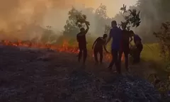 Akses Mobil Terputus, Damkar Wakatobi Padamkan Kebakaran Lahan Pakai Ranting Pohon