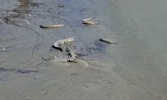 Teror 36 Buaya Sungai Palu Ancaman Nyata Warga Muara Pesisir