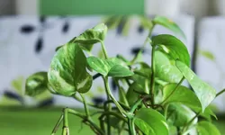 Cara Mudah Menanam dan Merawat Daun Sirih di Halaman Rumah, Panduan Terlengkap!