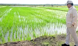 Deregulasi 25 Aturan Pangan Nasional, Kunci Percepatan Swasembada dan Rantai Pasok Modern