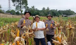 Pemdes Ciangsana dan Polsek Gunung Putri Panen Jagung Hibrida, Dukung Program Swasembada Pangan