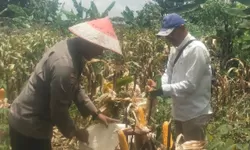 Bhabinkamtibmas Desa Tlajung Udik Panen Jagung Hibrida Bersama Warga, Dukung Program Swasembada Pangan Nasional